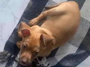 Cachorro raça Vira lata  idade Abaixo de 2 meses nome Thor