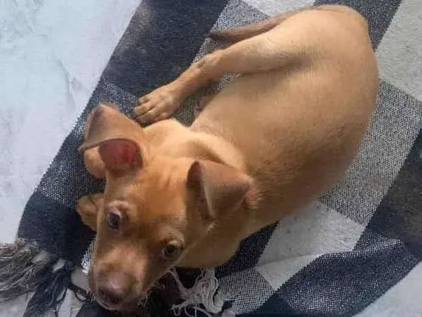 Cachorro ra a Vira lata  idade Abaixo de 2 meses nome Thor