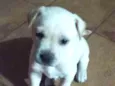 Lupy 