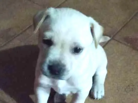 Cachorro ra a Labrador  idade 2 a 6 meses nome Lupy 