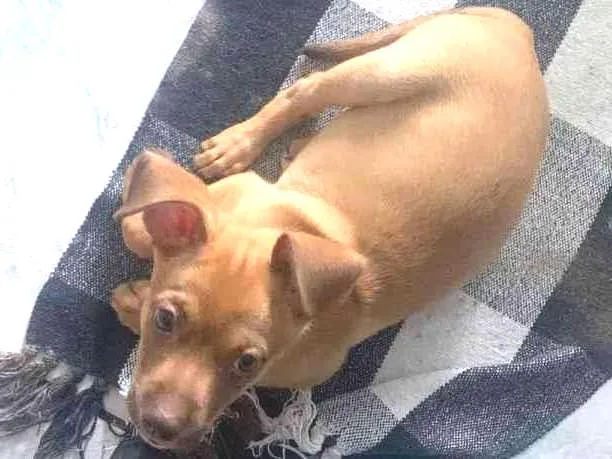 Cachorro ra a Vira lata  idade Abaixo de 2 meses nome Thor