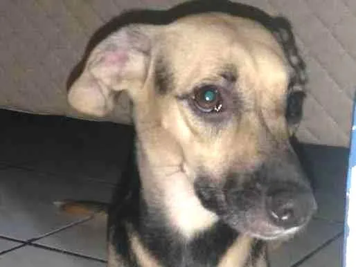 Cachorro ra a Não  idade 1 ano nome Lili