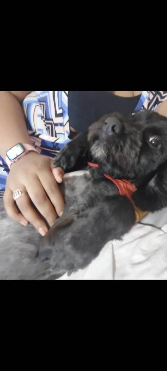 Cachorro raça Poodle idade 2 anos nome Maick 