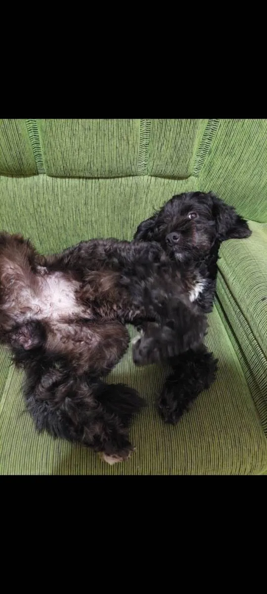 Cachorro raça Poodle idade 2 anos nome Maick 