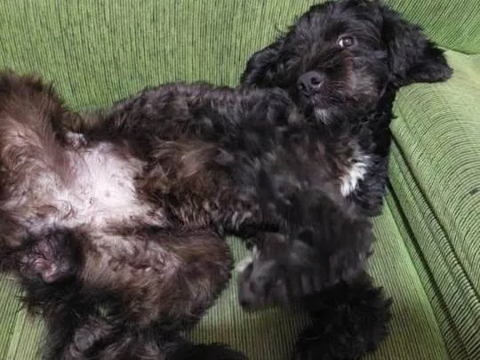 Cachorro raça Poodle idade 2 anos nome Maick 