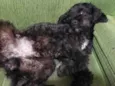 Cachorro raça Poodle idade 2 anos nome Maick 