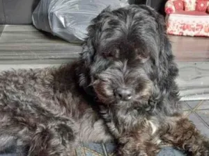 Cachorro raça Poodle idade 2 anos nome Maick 