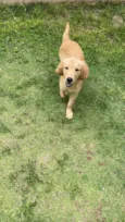 Jake