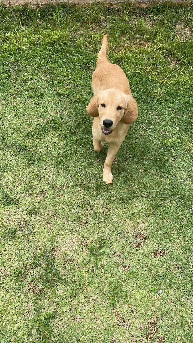Cachorro raça Golden retriever idade 2 a 6 meses nome Jake
