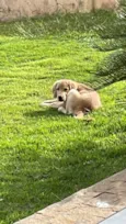 Jake