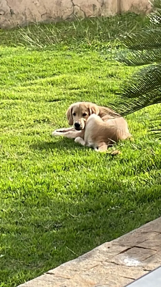 Cachorro raça Golden retriever idade 2 a 6 meses nome Jake