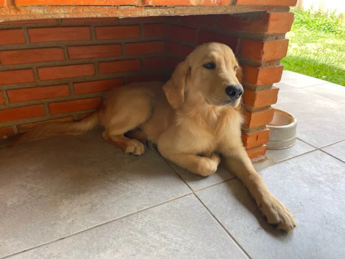 Cachorro raça Golden retriever idade 2 a 6 meses nome Jake