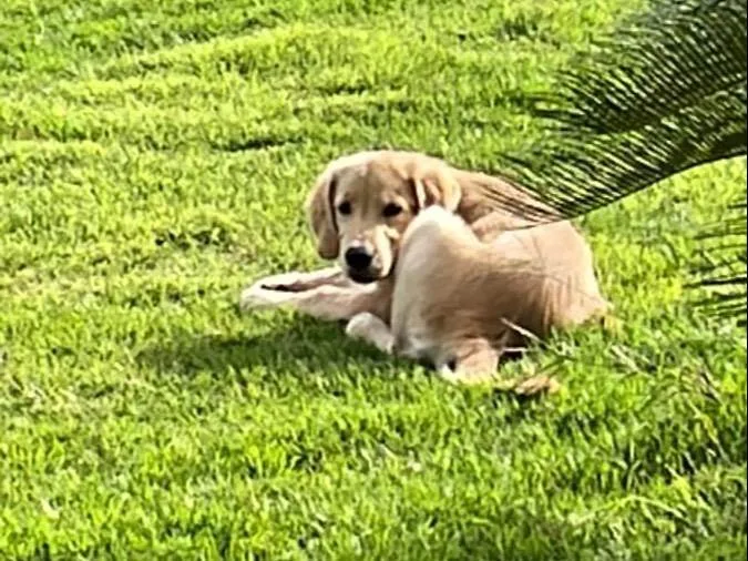 Cachorro raça Golden retriever idade 2 a 6 meses nome Jake