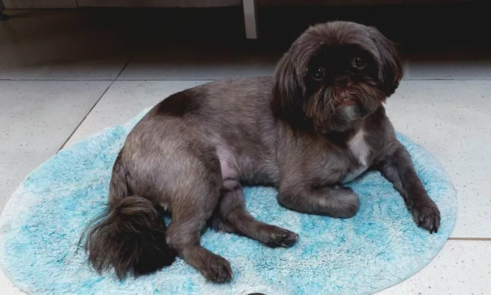 Cachorro ra a Shitzu idade 5 anos nome Bidu