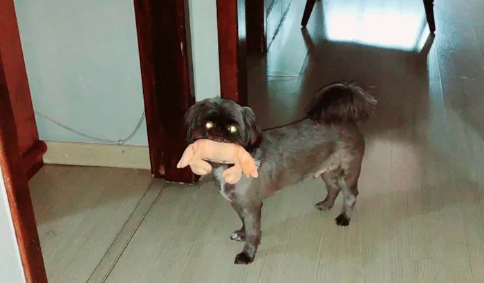 Cachorro ra a Shitzu idade 5 anos nome Bidu