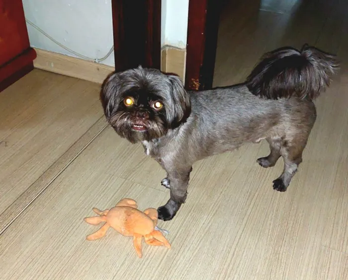 Cachorro ra a Shitzu idade 5 anos nome Bidu