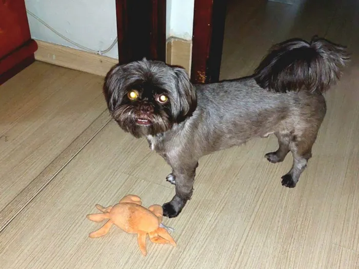 Cachorro ra a Shitzu idade 5 anos nome Bidu
