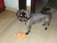 Bidu