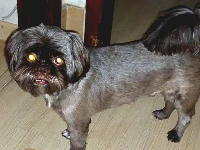Cachorro ra a Shitzu idade 5 anos nome Bidu
