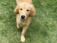 Jake