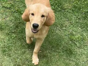 Cachorro raça Golden retriever idade 2 a 6 meses nome Jake