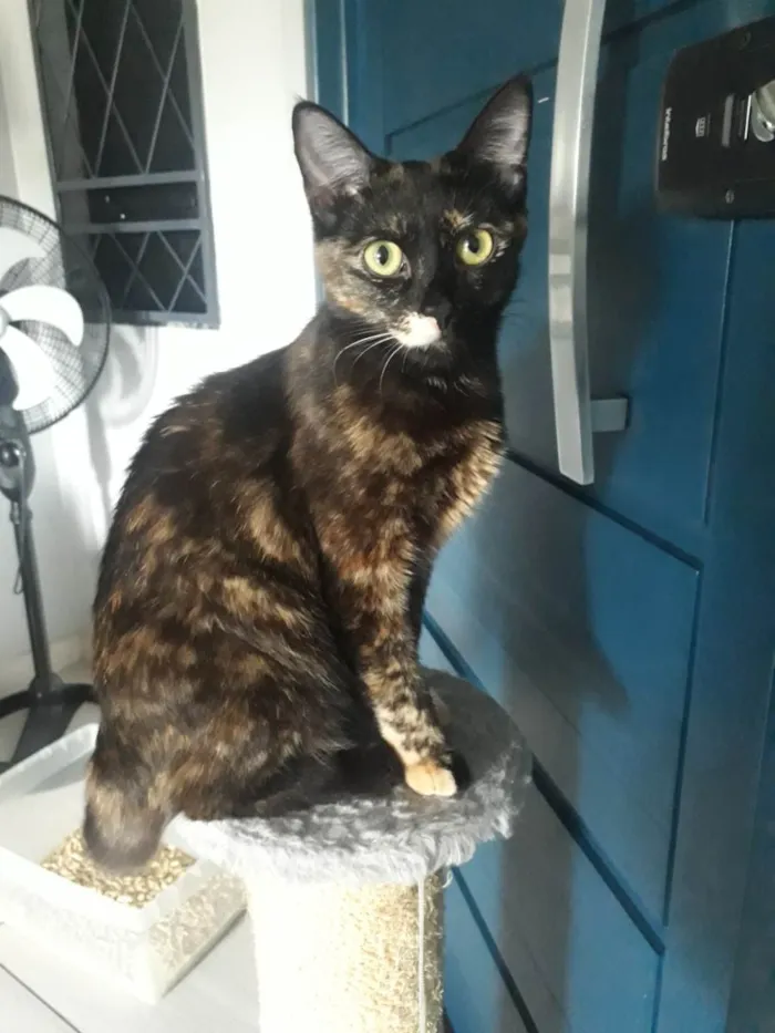 Gato ra a SRD-ViraLata idade 7 a 11 meses nome Aelin