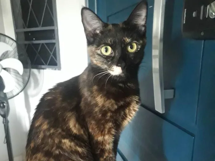 Gato ra a SRD-ViraLata idade 7 a 11 meses nome Aelin