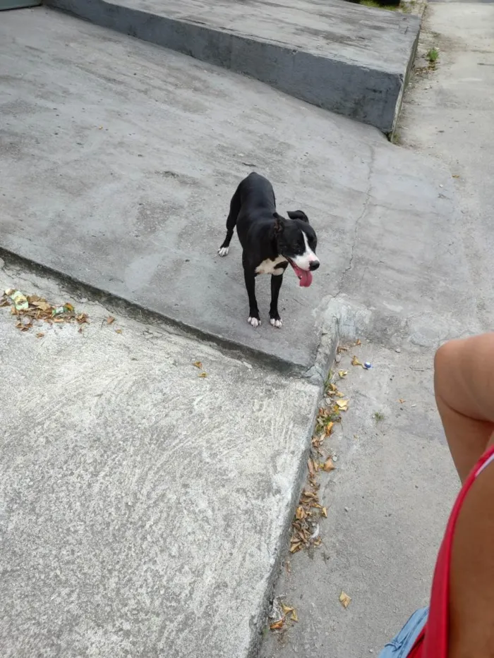 Cachorro ra a Mistura com vira lata e buterrie  idade Abaixo de 2 meses nome Não sei encontrei ontem na rua perdida 