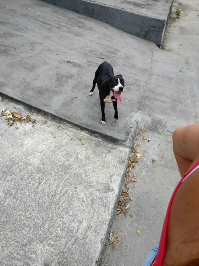 Cachorro ra a Mistura com vira lata e buterrie  idade Abaixo de 2 meses nome Não sei encontrei ontem na rua perdida 