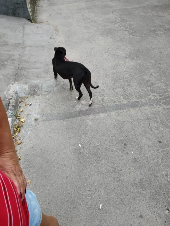 Cachorro ra a Mistura com vira lata e buterrie  idade Abaixo de 2 meses nome Não sei encontrei ontem na rua perdida 