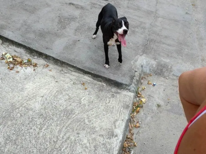 Cachorro ra a Mistura com vira lata e buterrie  idade Abaixo de 2 meses nome Não sei encontrei ontem na rua perdida 