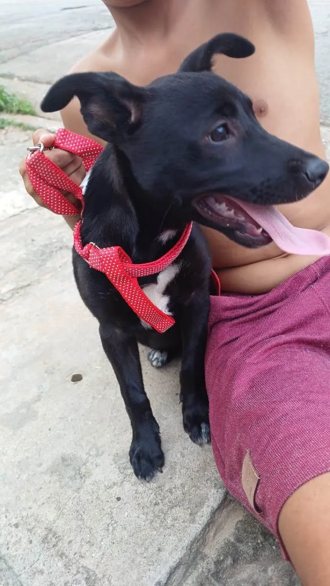 Cachorro ra a SRD-ViraLata idade 2 a 6 meses nome belly