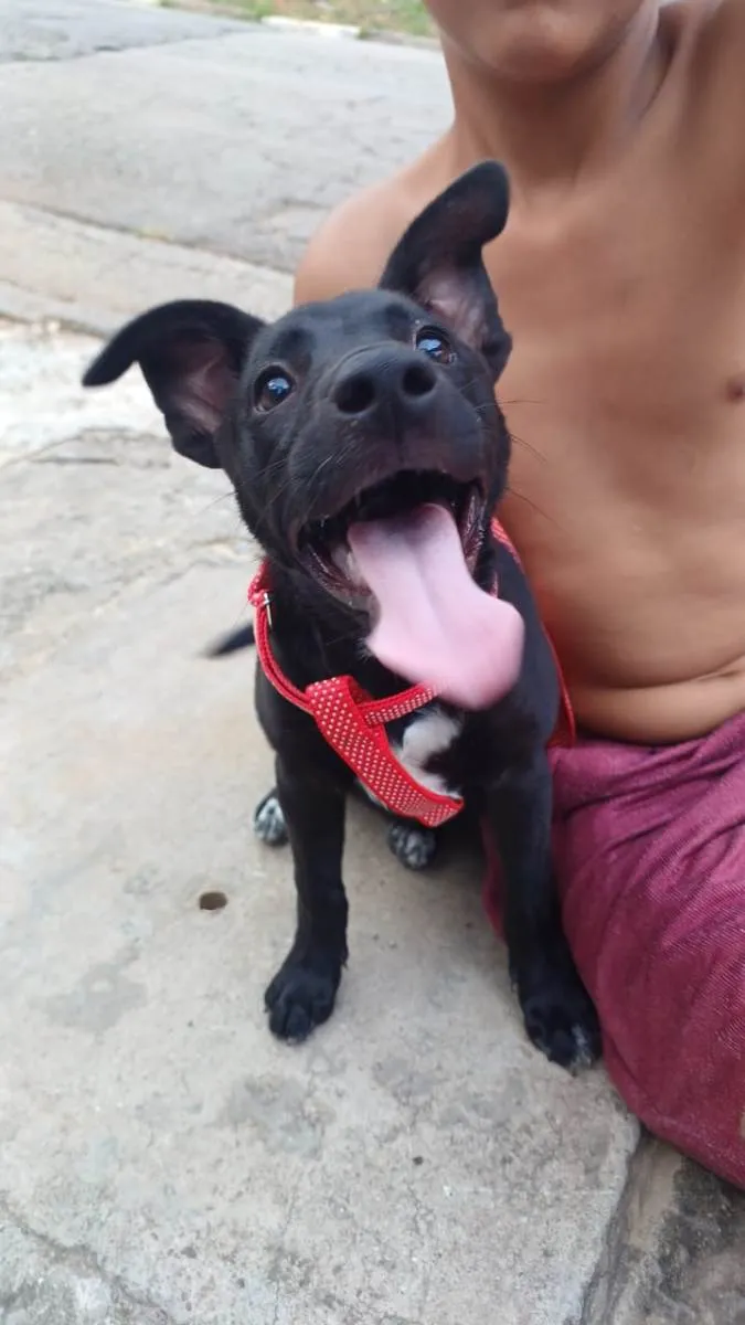 Cachorro ra a SRD-ViraLata idade 2 a 6 meses nome belly