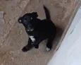belly