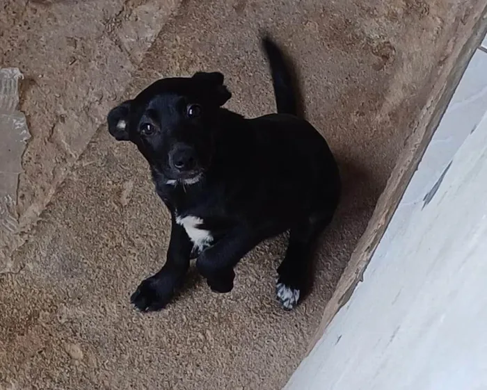 Cachorro ra a SRD-ViraLata idade 2 a 6 meses nome belly