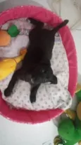 belly