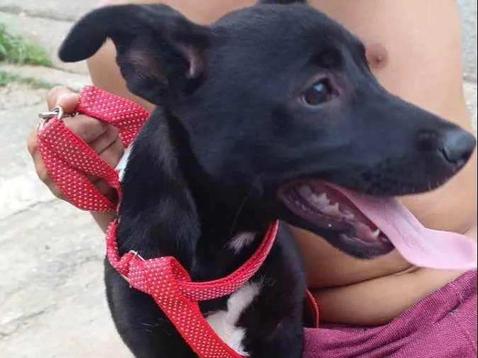 Cachorro ra a SRD-ViraLata idade 2 a 6 meses nome belly