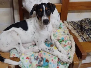 Cachorro raça SRD-ViraLata idade 2 a 6 meses nome Ramon
