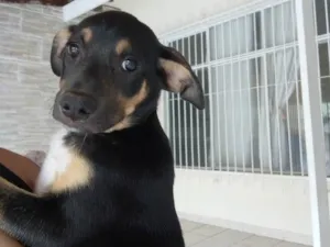 Cachorro raça SRD-ViraLata idade 2 a 6 meses nome Juju