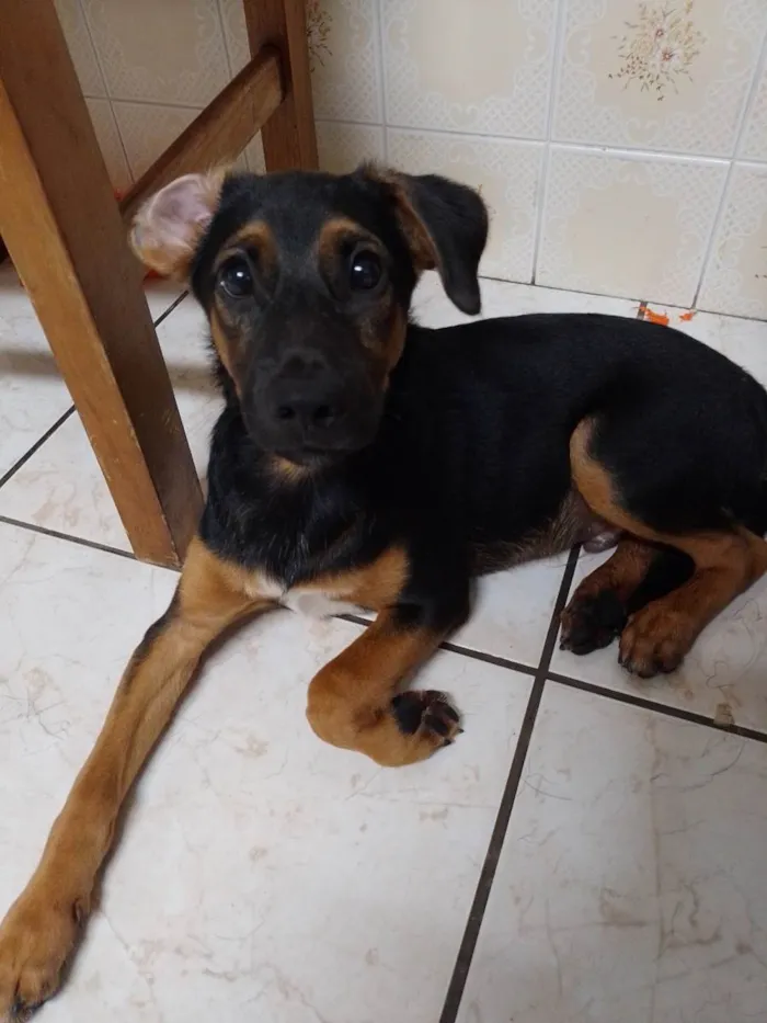 Cachorro ra a SRD-ViraLata idade 2 a 6 meses nome Zé 