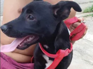 Cachorro raça SRD-ViraLata idade 2 a 6 meses nome belly