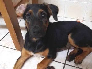Cachorro raça SRD-ViraLata idade 2 a 6 meses nome Zé 