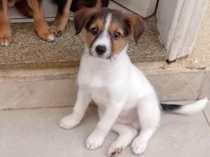 Cachorro raça SRD-ViraLata idade 2 a 6 meses nome Miguel 