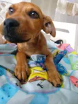 Tico