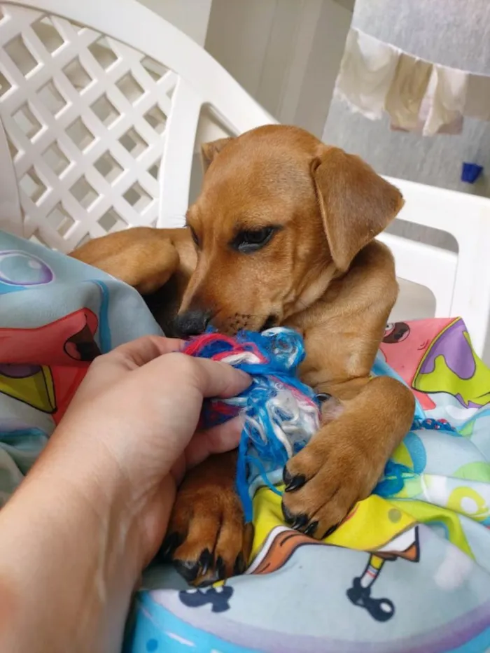 Cachorro ra a  idade 2 a 6 meses nome Tico