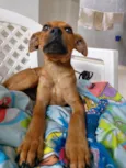 Tico