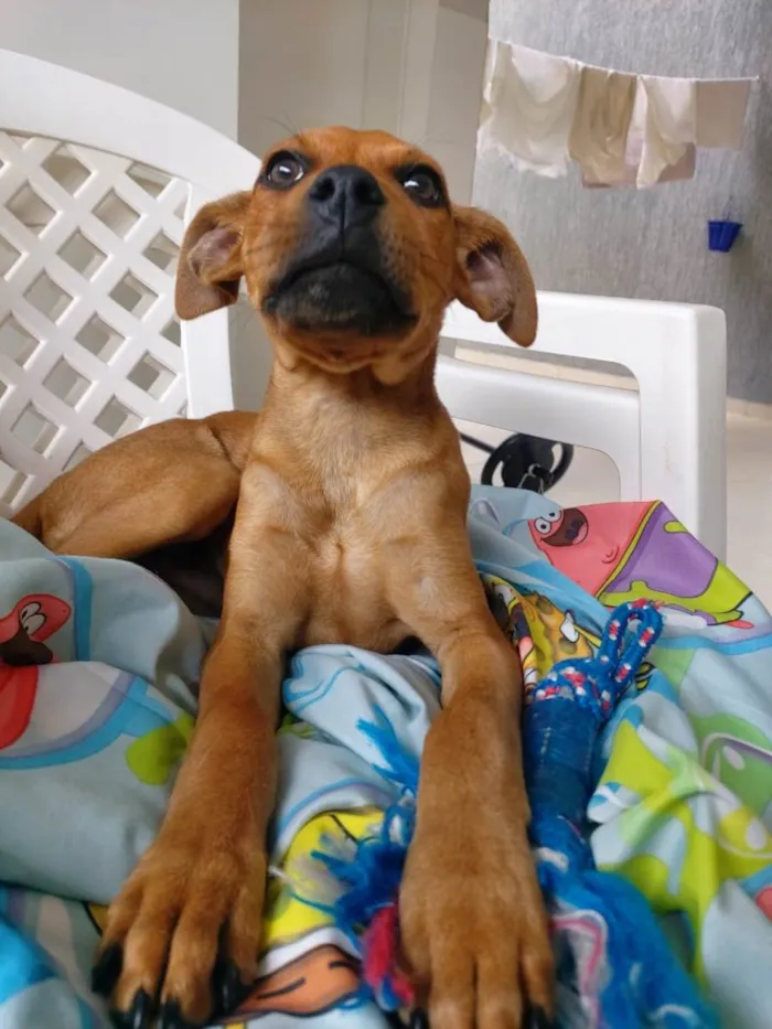 Cachorro ra a  idade 2 a 6 meses nome Tico