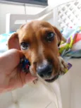 Teco
