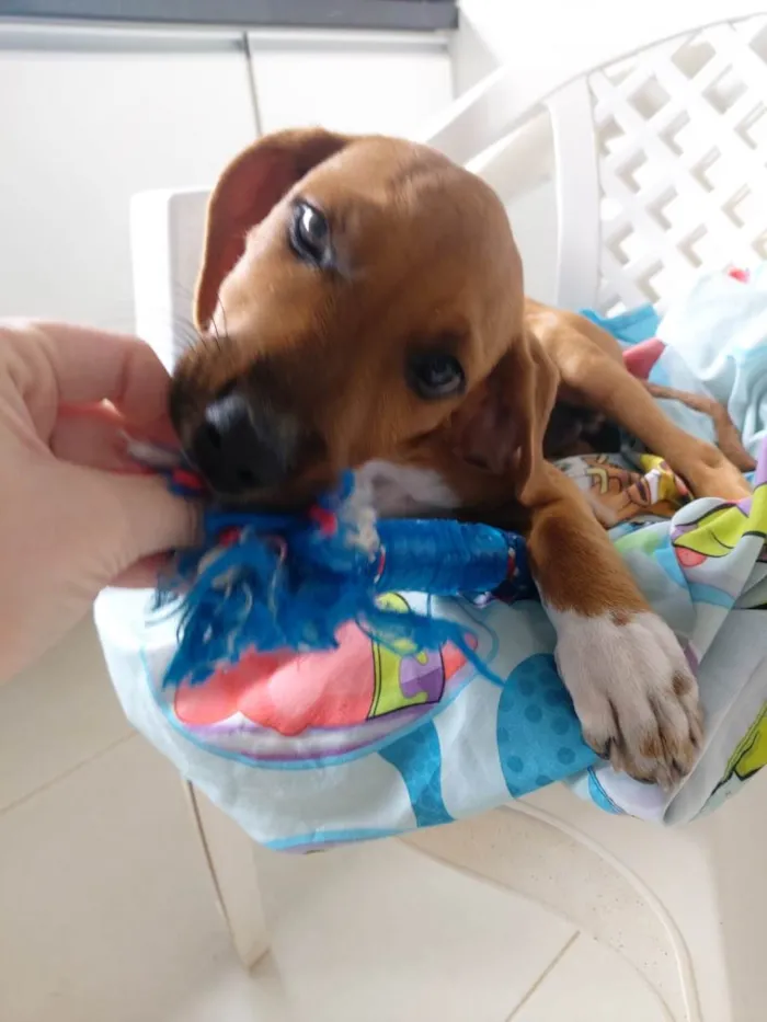 Cachorro ra a SRD-ViraLata  idade 2 a 6 meses nome Teco