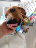 Teco